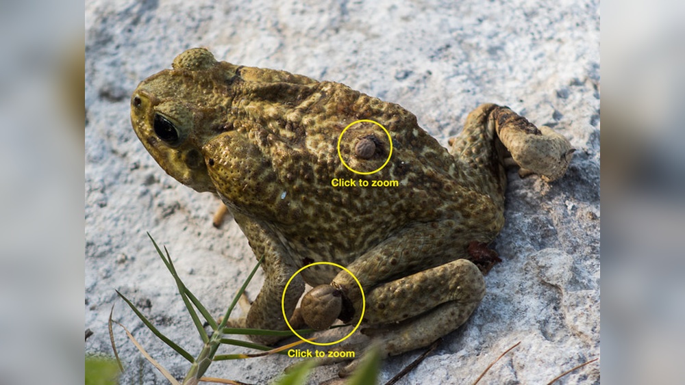 Do Frogs Eat Ticks