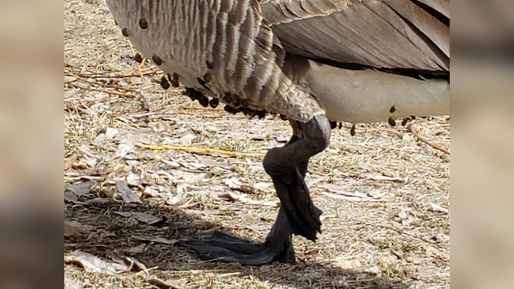 Do Geese Eat Ticks