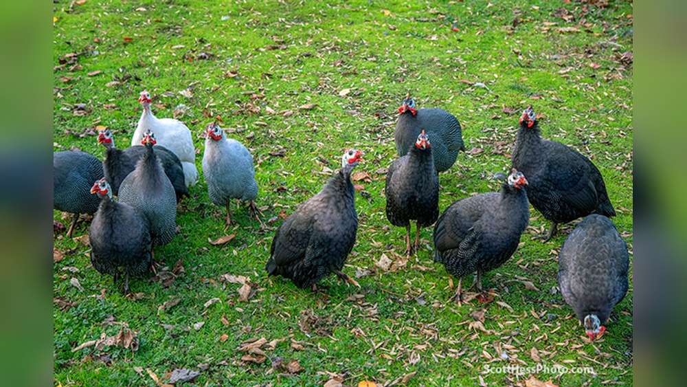 Do Guinea Fowl Eat Ticks