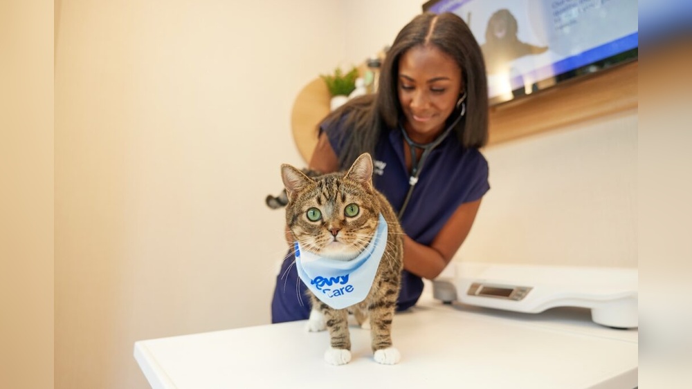 Do Indoor Cats Need Flea And Tick Prevention