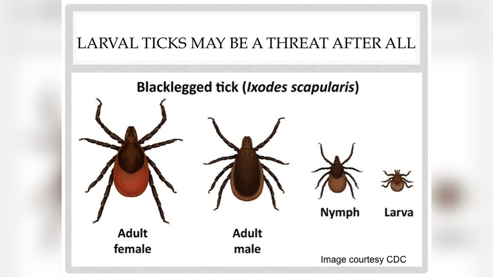 Do Larva Ticks Carry Lyme Disease