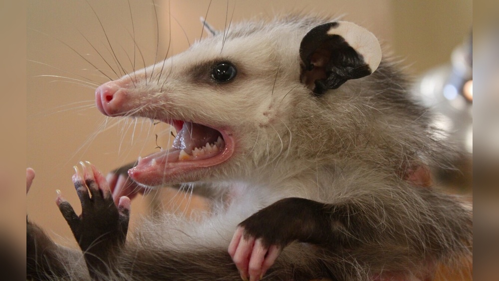 Do Opossums Eat Ticks