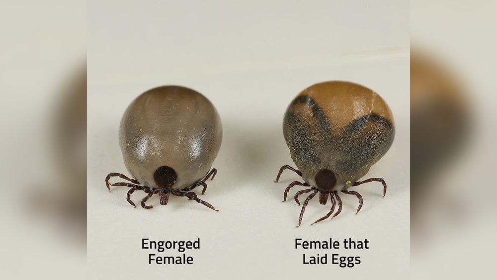 Do Ticks Lay Eggs on Animals