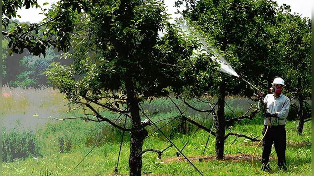 Do Ticks Live in Trees