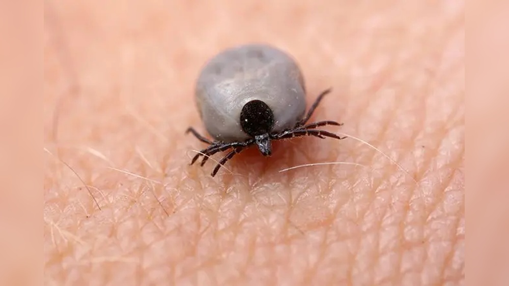 Does Salt Water Kill Ticks on Dogs