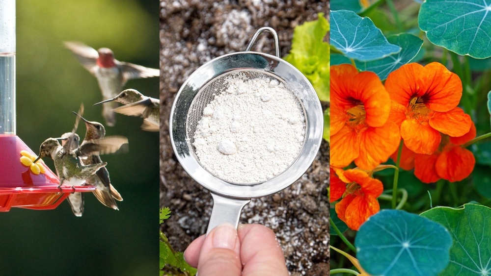 Eco Friendly Spider Control Methods