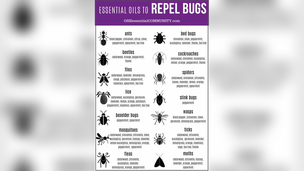 Essential Oils That Repel Spiders