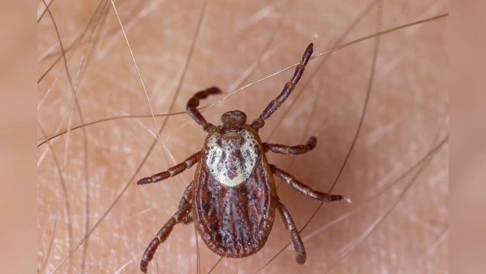How Bad are Ticks in Florida
