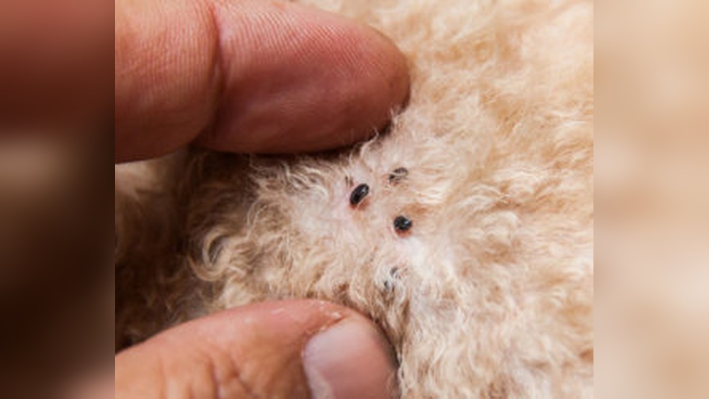 How Does Flea And Tick Medicine Work