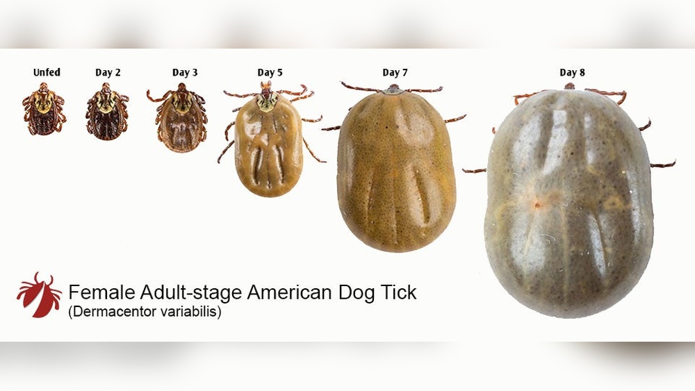 How Long Can a Tick Live on a Dog