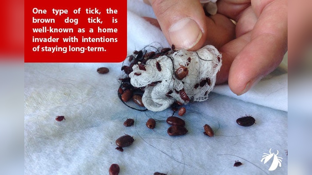 How Long Can Ticks Live in a Car