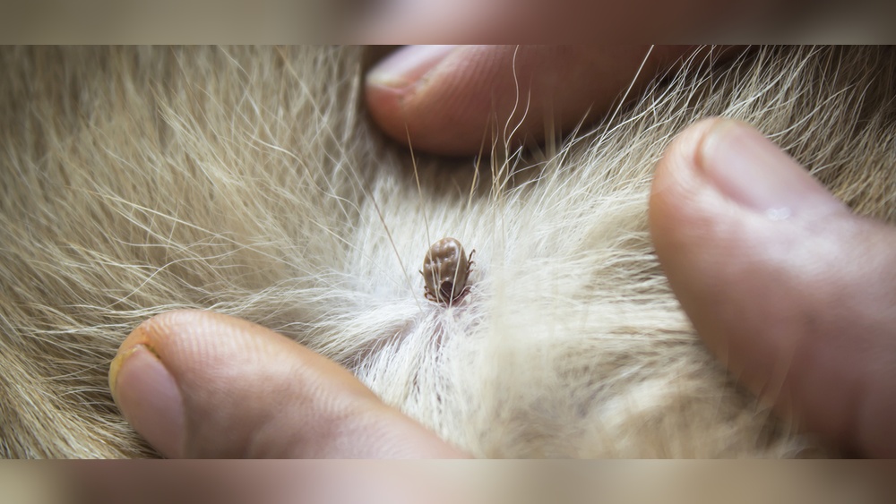 How Long Can Ticks Live in a House