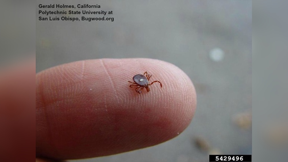 How Long Can Ticks Live Without Blood