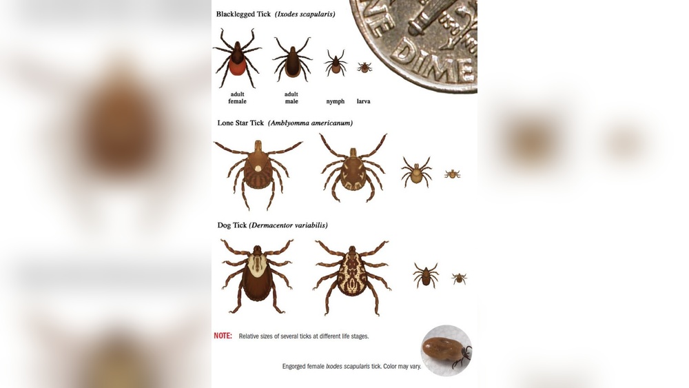 How Long Does It Take for a Tick to Die