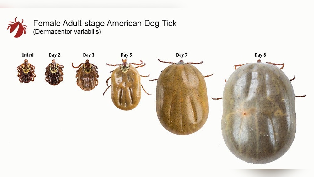 How Long Does It Take for Ticks to Become Engorged