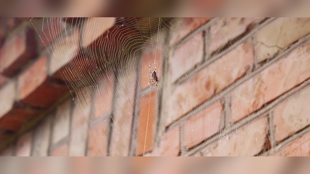 How Often to Remove Spider Webs