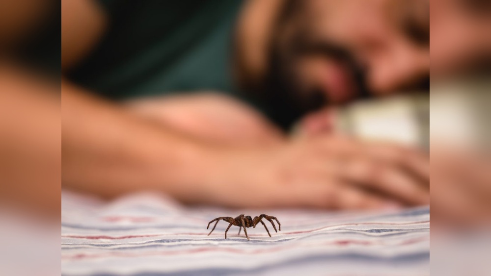 How to Avoid Spiders at Night