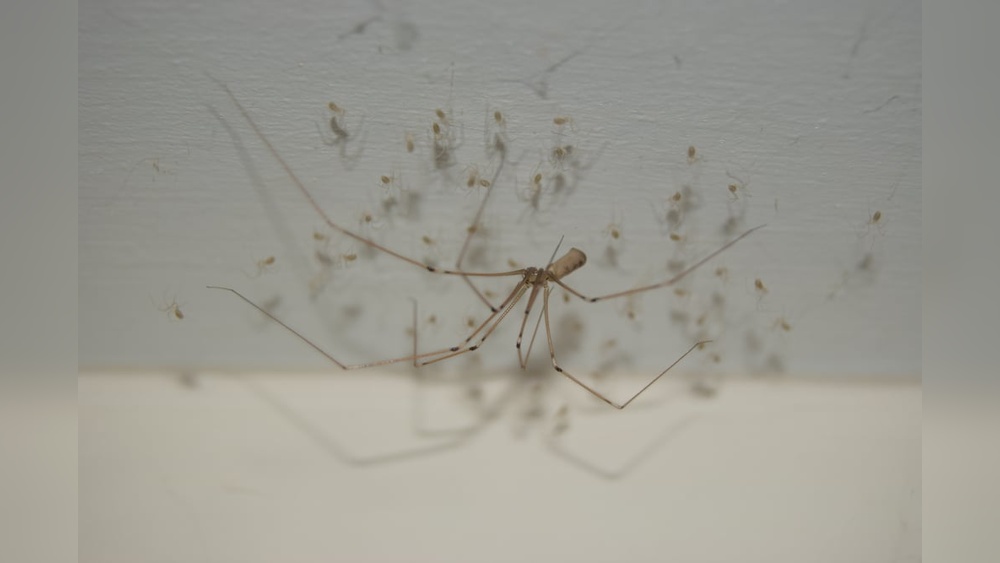 How to Clear Spiders Infestation