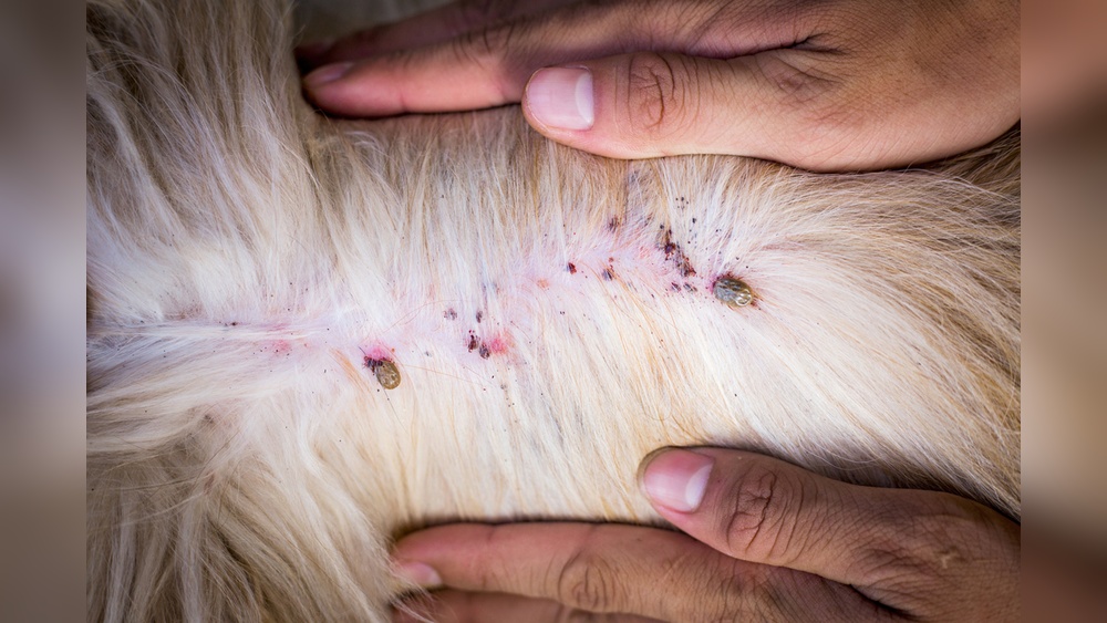 How to Cure Tick Bites on Dogs