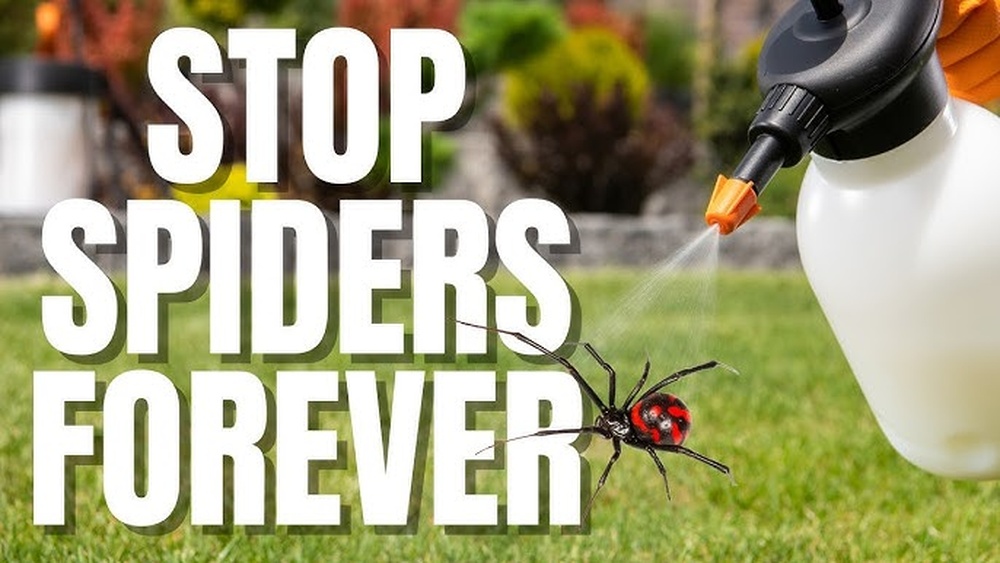 How to Deter Spiders Safely