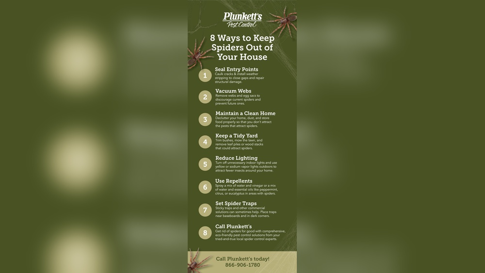 How to Eliminate Spiders Permanently