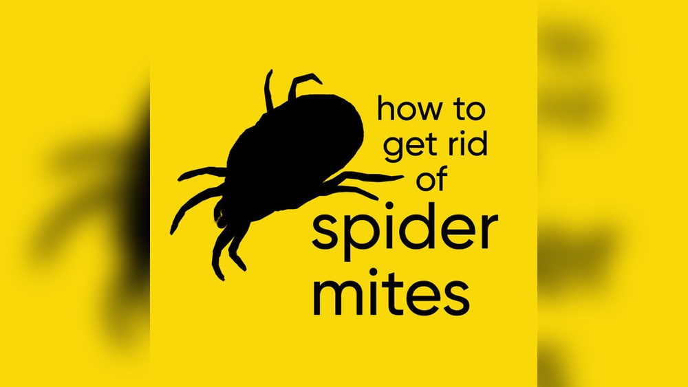 How to Get Rid of Spiders Fast