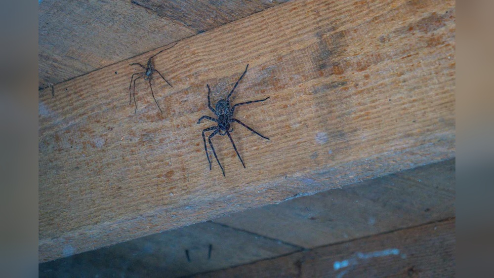 How to Get Rid of Spiders in Basement