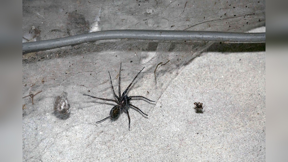 How to Get Rid of Spiders in Garage