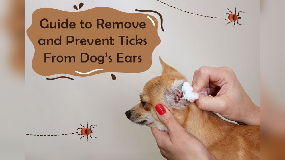How to Get Rid of Ticks in Dogs Ears