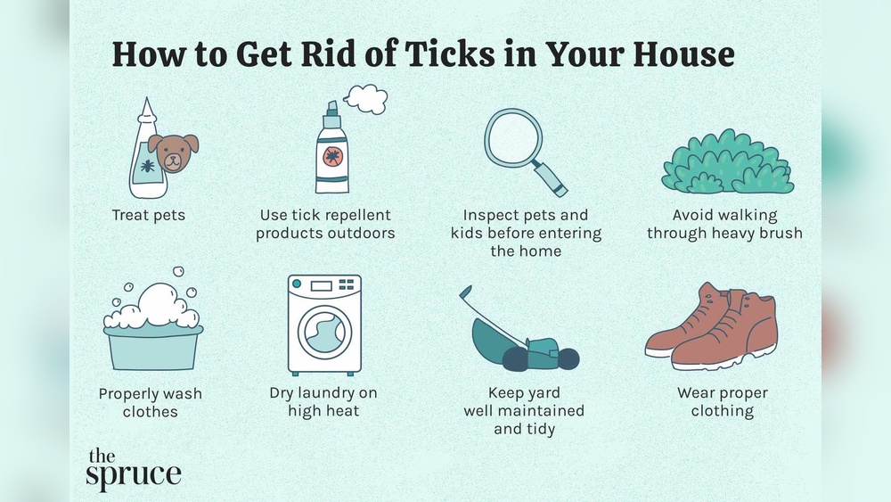 How to Get Rid of Ticks in the House Fast
