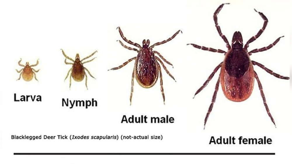 How to Get Rid of Ticks on Large Property