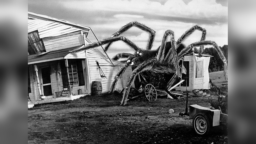 How to Handle Spider Invasion