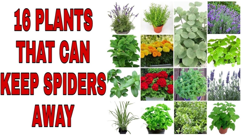 How to Keep Spiders Away from Plants