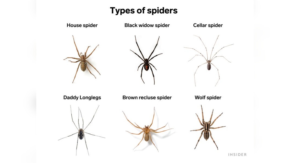 How to Keep Spiders Away Permanently