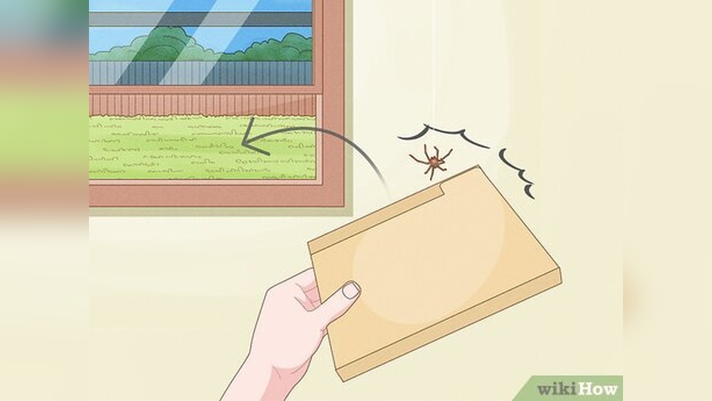 How to Keep Spiders Away Without Killing