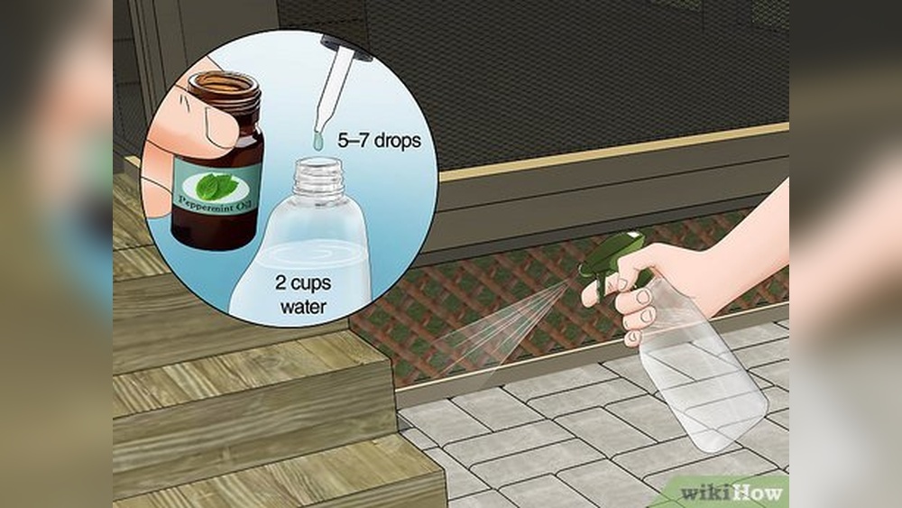 How to Keep Spiders off Patio