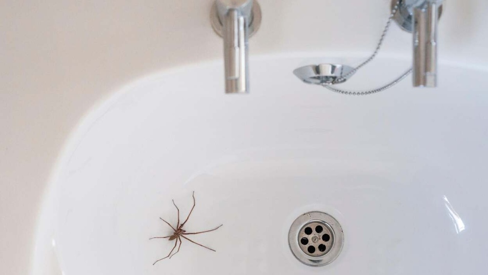 How to Keep Spiders Out of Bathroom Drain