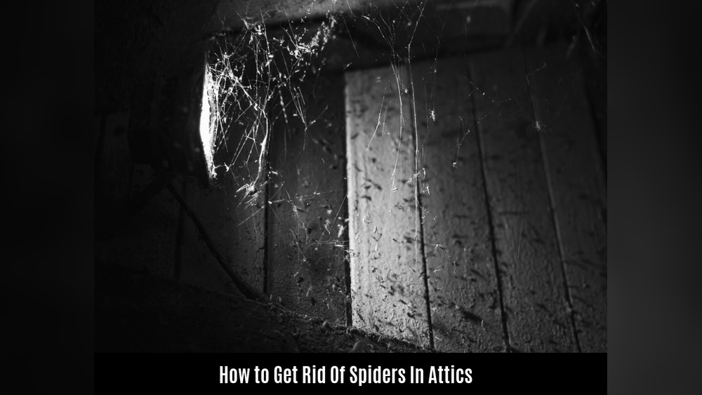 How to Prevent Spiders from Attic