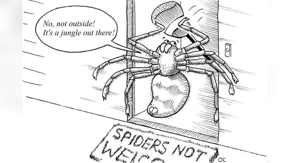 How to Release Spiders Outside