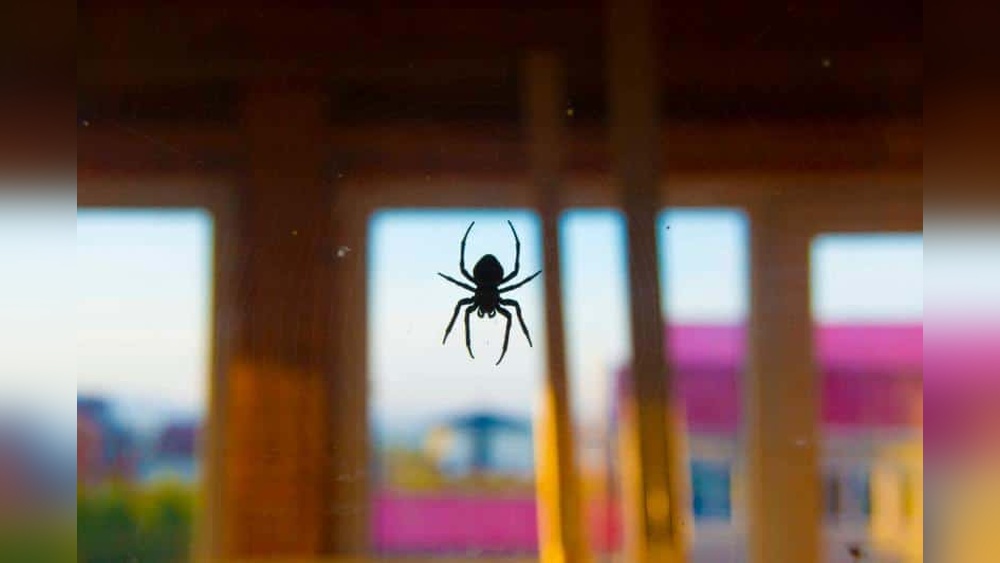 How to Remove Spiders from Balcony