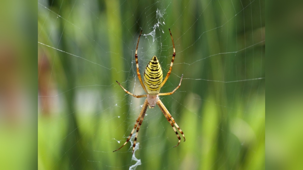 How to Remove Spiders from Garden