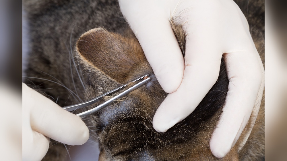 How to Remove Ticks from a Cat