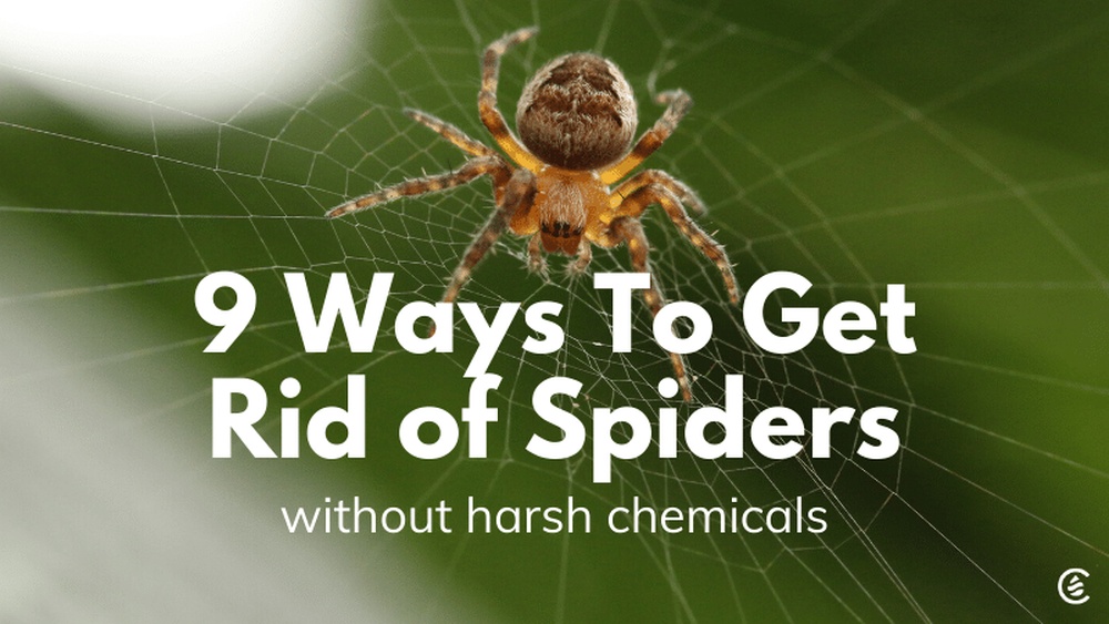 How to Repel Spiders Without Chemicals