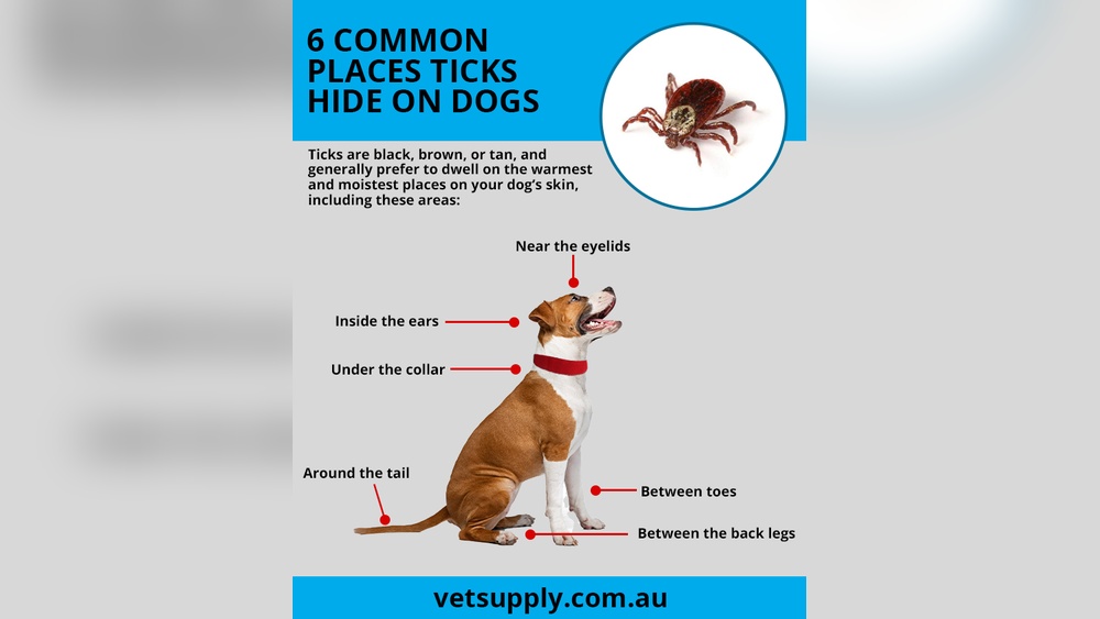 How to Rid Ticks from Dogs