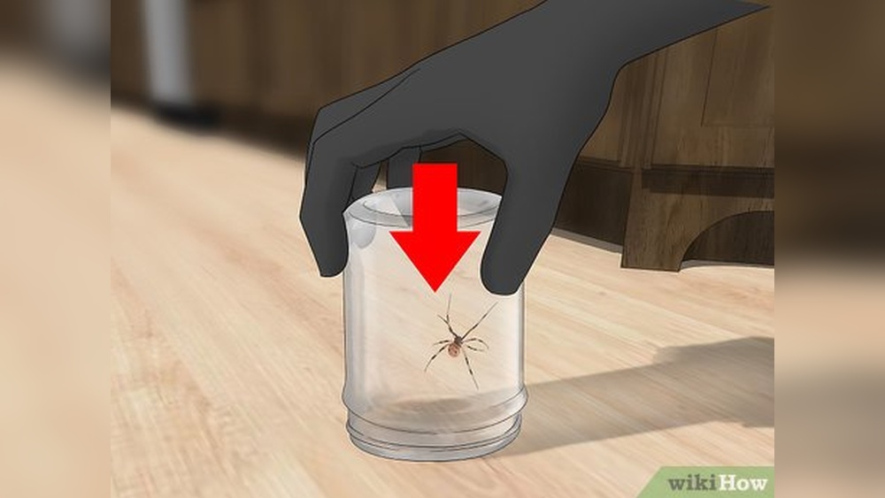 How to Safely Catch a Spider
