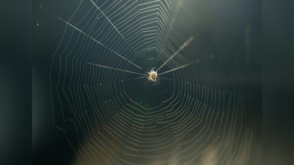 How to Stop Spiders around Lights