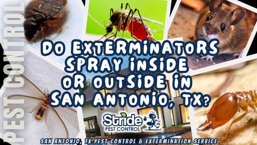 Indoor Vs Outdoor Spider Control Methods