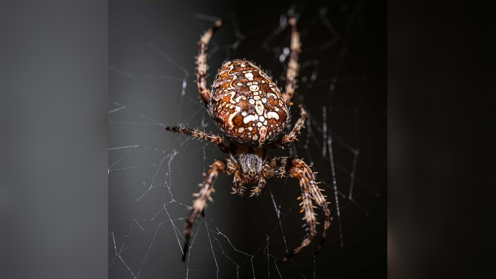 Professional Spider Control Methods