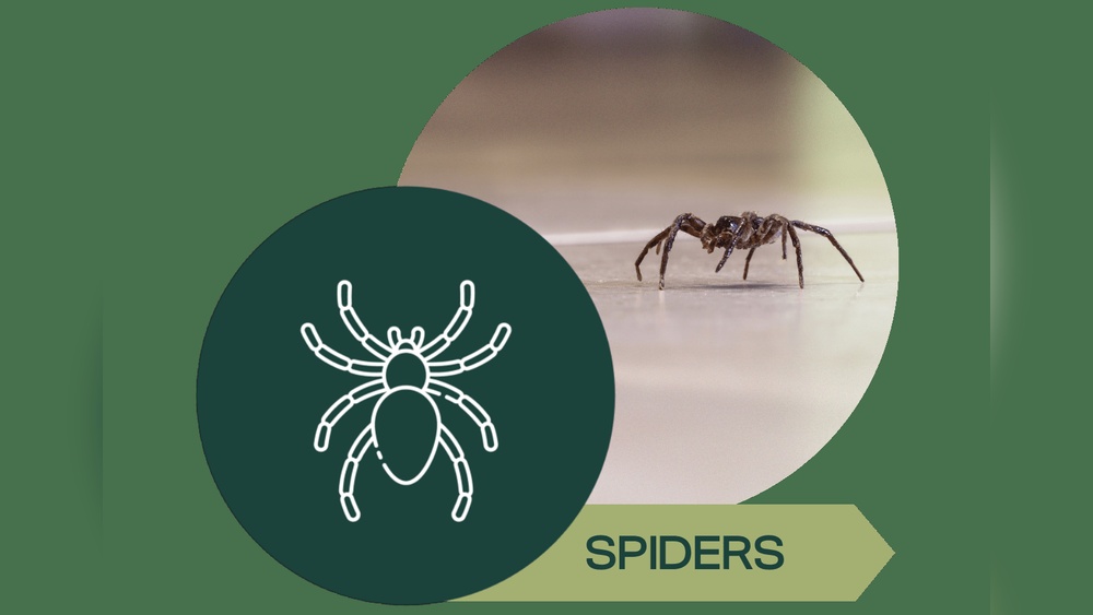 Signs of Spider Infestation And Solution
