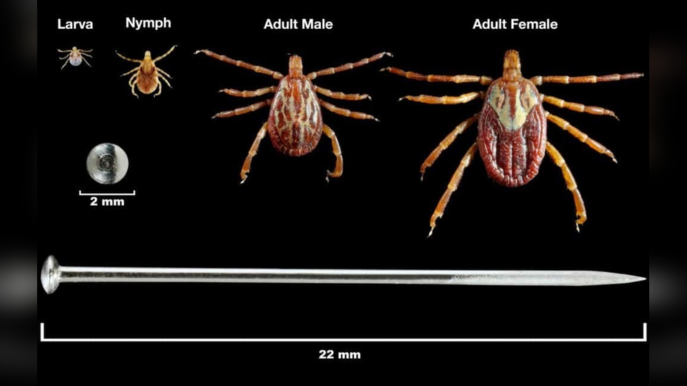 What are Ticks Attracted to